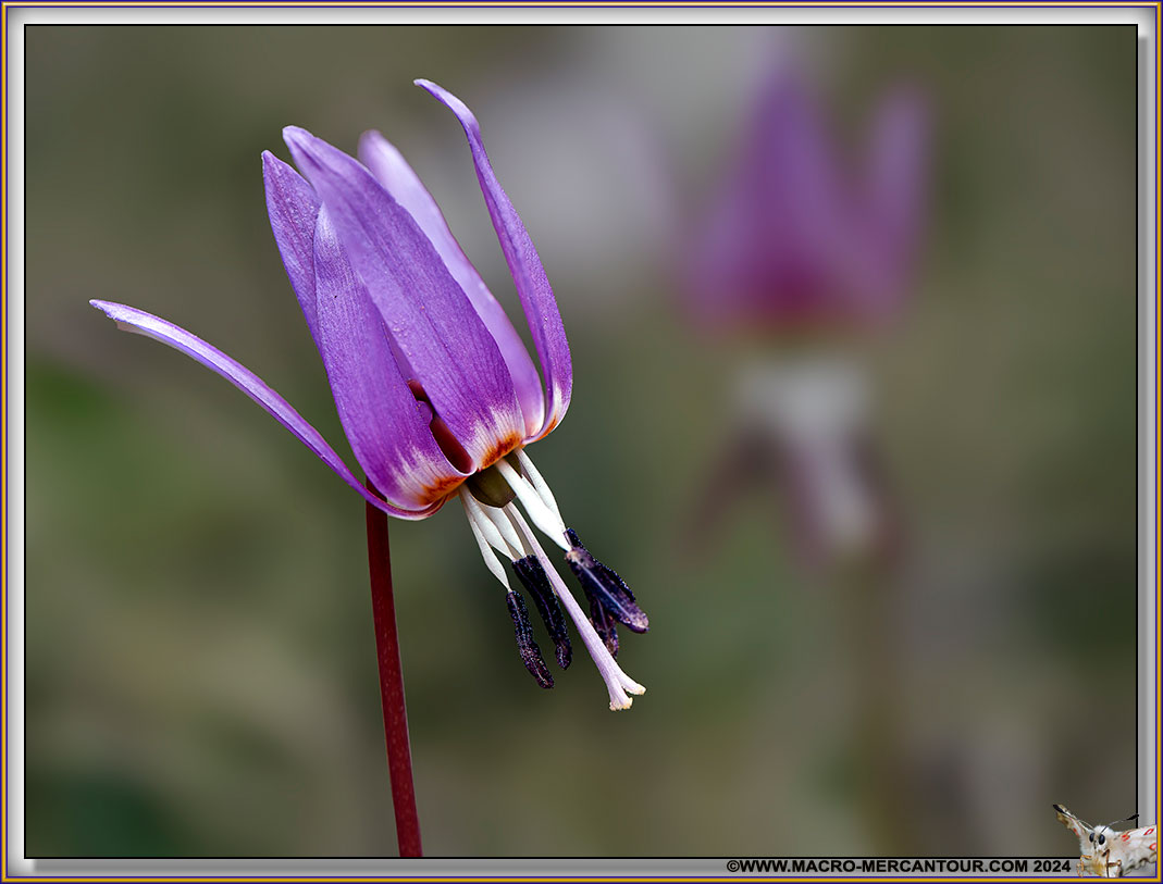 Erythrone dent de chien